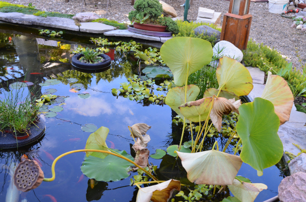 Jean-Yves Pelletier 築造 ~ 顏小梅園池之美