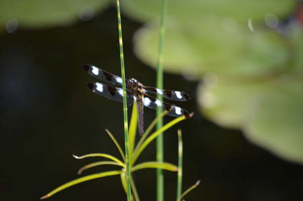 Jean-Yves Pelletier 築造 ~ 顏小梅園池之美