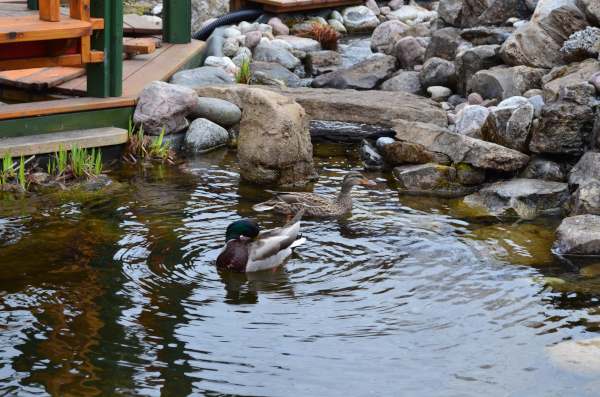 Jean-Yves Pelletier 築造 ~ 顏小梅園池之美