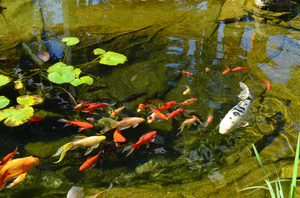 Ngan Siu Mui Garden Pond, Designing and Finishing Construction by Jean-Yves Pelletier, 2011
