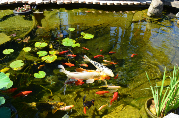 Jean-Yves Pelletier 築造 ~ 顏小梅園池之美