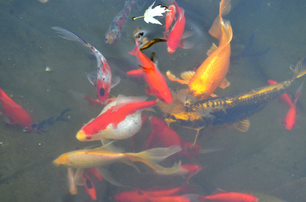 Jean-Yves Pelletier 築造 ~ 顏小梅園池之美