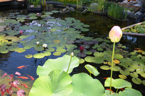 Jean-Yves Pelletier 築造 ~ 顏小梅園池之美