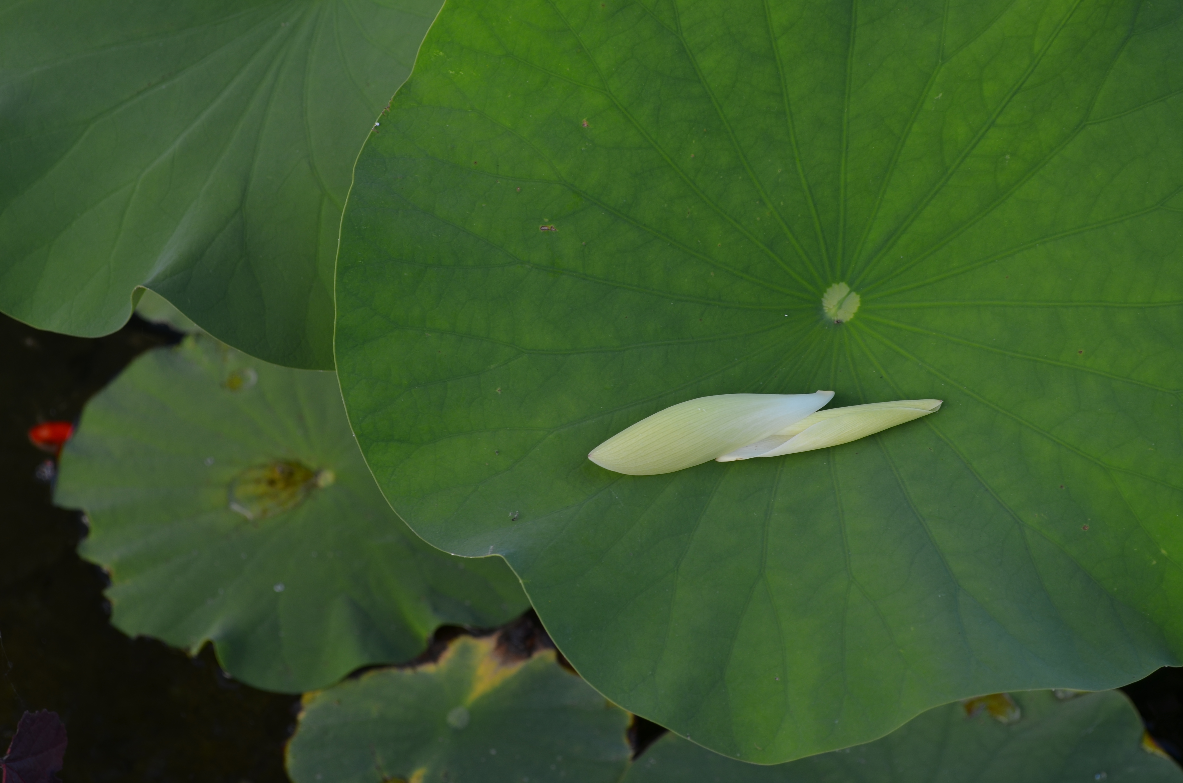 Jean-Yves Pelletier 築造 ~ 顏小梅園池之美