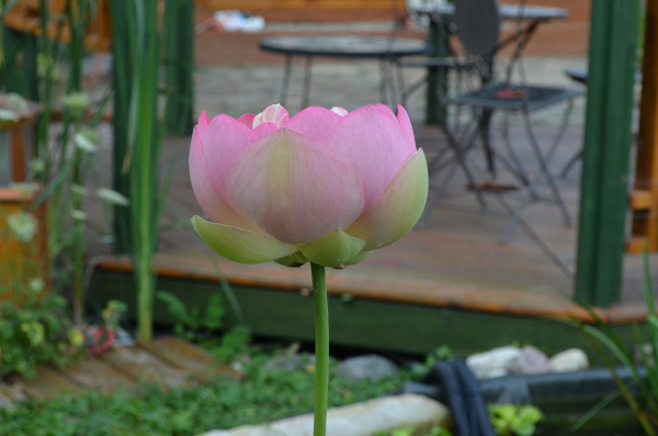 Jean-Yves Pelletier 築造 ~ 顏小梅園池之美