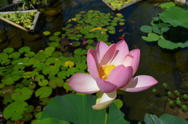 Jean-Yves Pelletier 築造 ~ 顏小梅園池之美