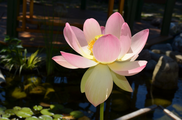 Ngan Siu Mui Garden Pond, Designing and Finishing Construction by Jean-Yves Pelletier, 2011