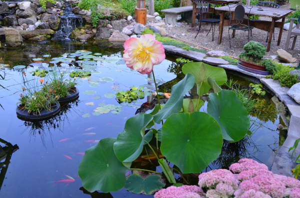 Jean-Yves Pelletier 築造 ~ 顏小梅園池之美