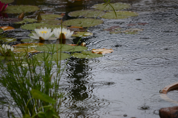 Jean-Yves Pelletier 築造 ~ 顏小梅園池之美
