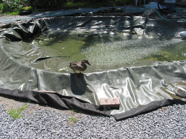 Ngan Siu Mui Garden Pond, Designing and Finishing Construction by Jean-Yves Pelletier, 2011