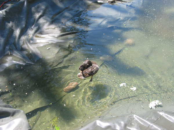 Ngan Siu Mui Garden Pond, Designing and Finishing Construction by Jean-Yves Pelletier, 2011